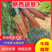 【推荐】陕西胡萝卜大量供应市场商超电商量大价优