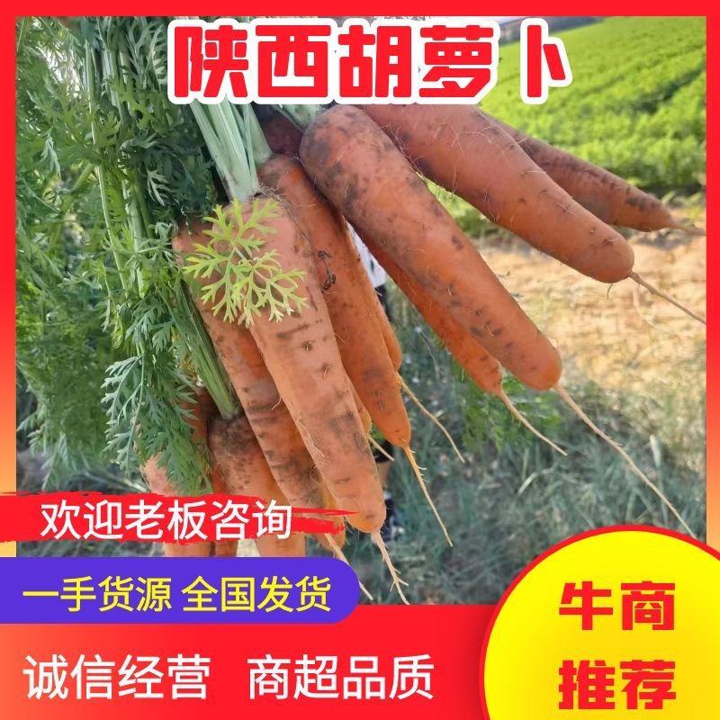 【推荐】陕西胡萝卜大量供应市场商超电商量大价优