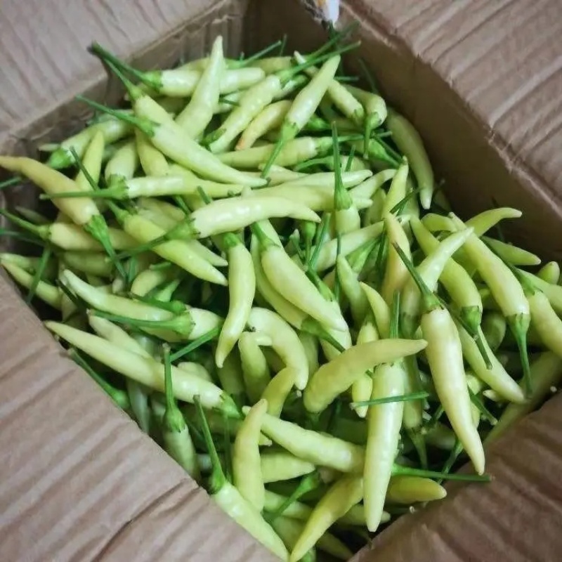 白米辣大量上市，品质保证，全国代发，需要请联系