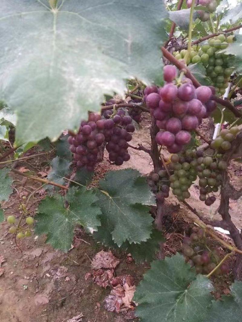 巨峰葡萄品质保证价格美丽量大从优供应全国各地渠道
