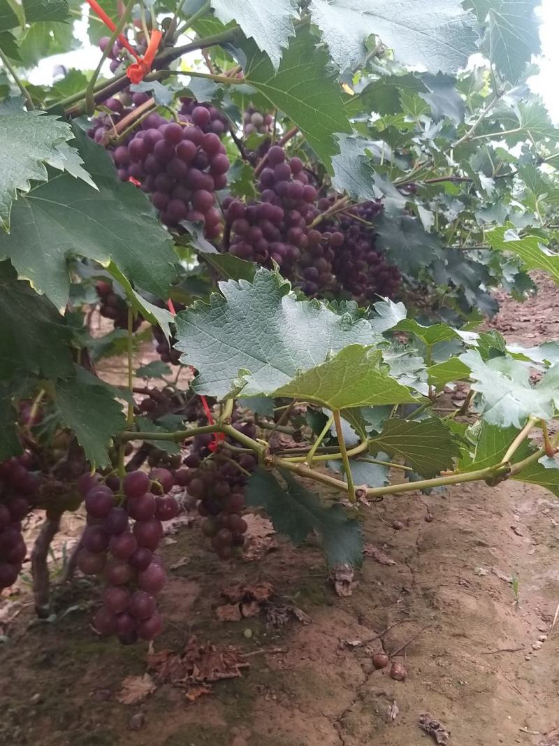 巨峰葡萄品质保证价格美丽量大从优供应全国各地渠道