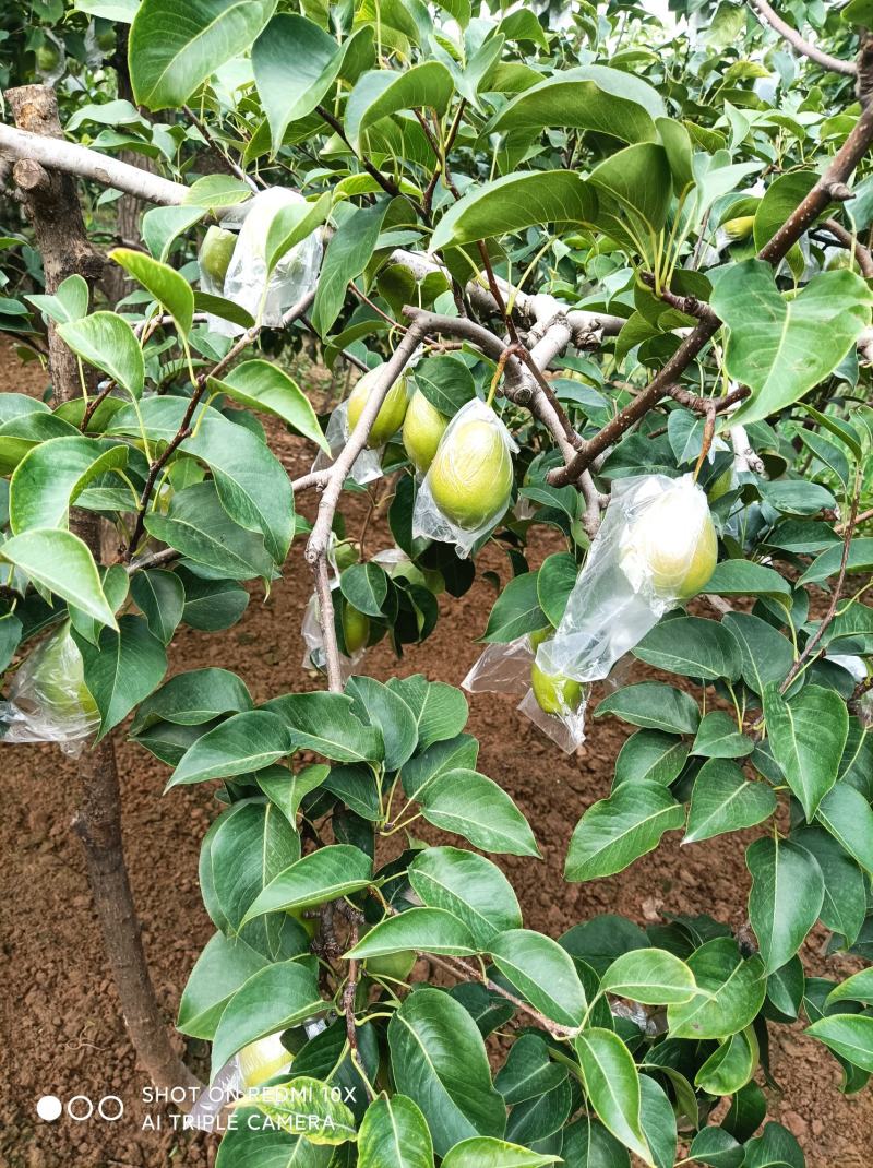 红香酥梨