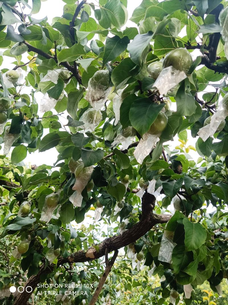 红香酥梨