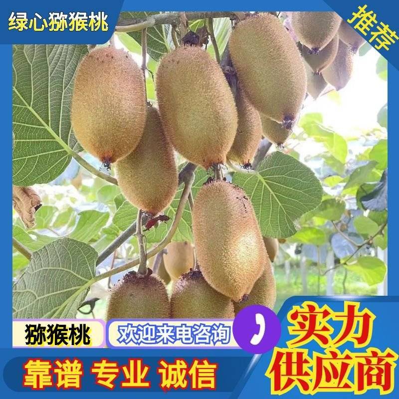 湖南湘西永顺县米良一号绿心猕猴桃大量供应欢迎来电