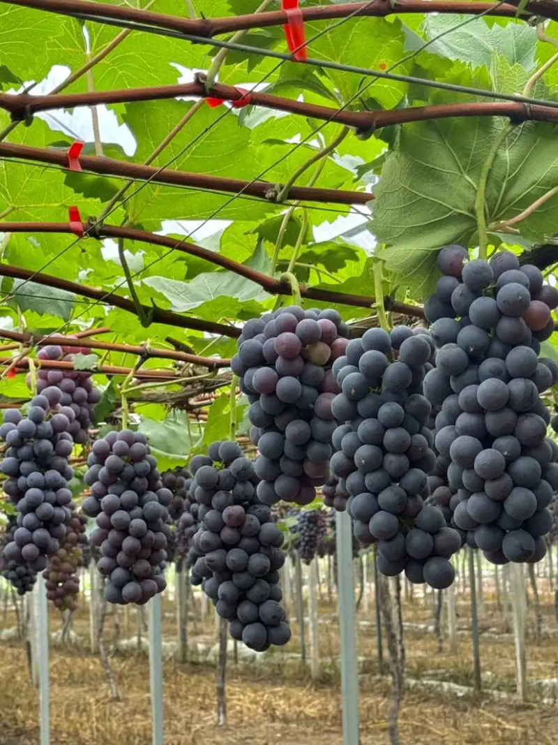 夏黑葡萄大量上市产地直供供全国各地可视频看货欢迎电话咨询