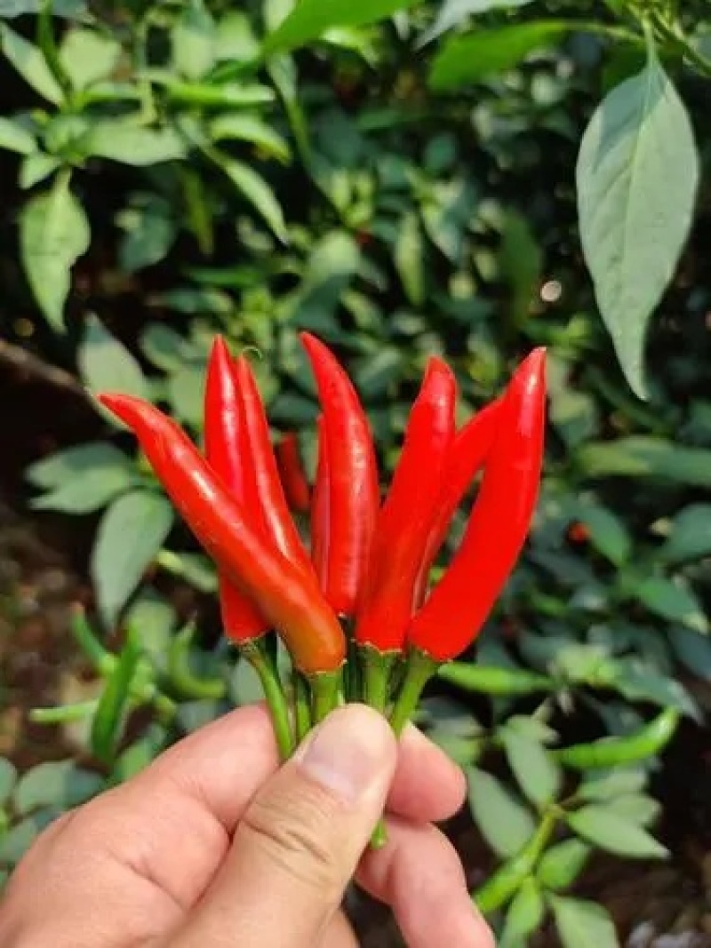 米椒小米辣椒大量上市，色泽鲜艳，基地直供欢迎订购
