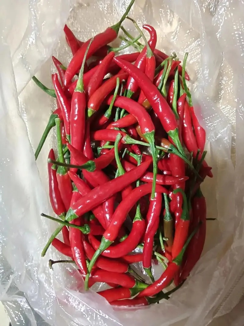 米椒小米辣椒大量上市，色泽鲜艳，基地直供欢迎订购