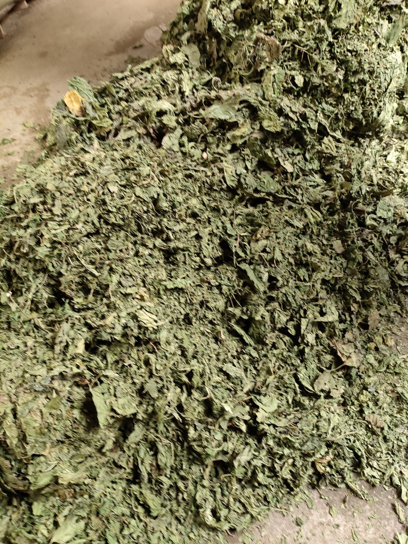 桑叶(干货)欢迎各位老板提前预定下单，互利共赢，诚信经营