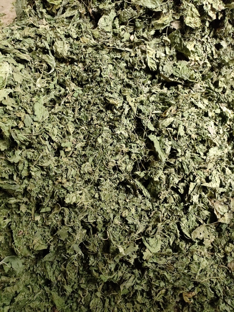 桑叶(干货)欢迎各位老板提前预定下单，互利共赢，诚信经营