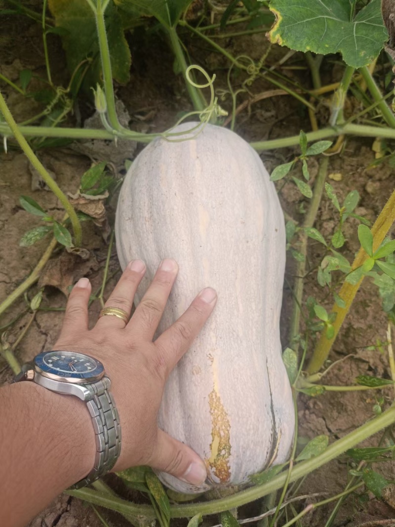 密本南瓜老南瓜本地南瓜高山南瓜