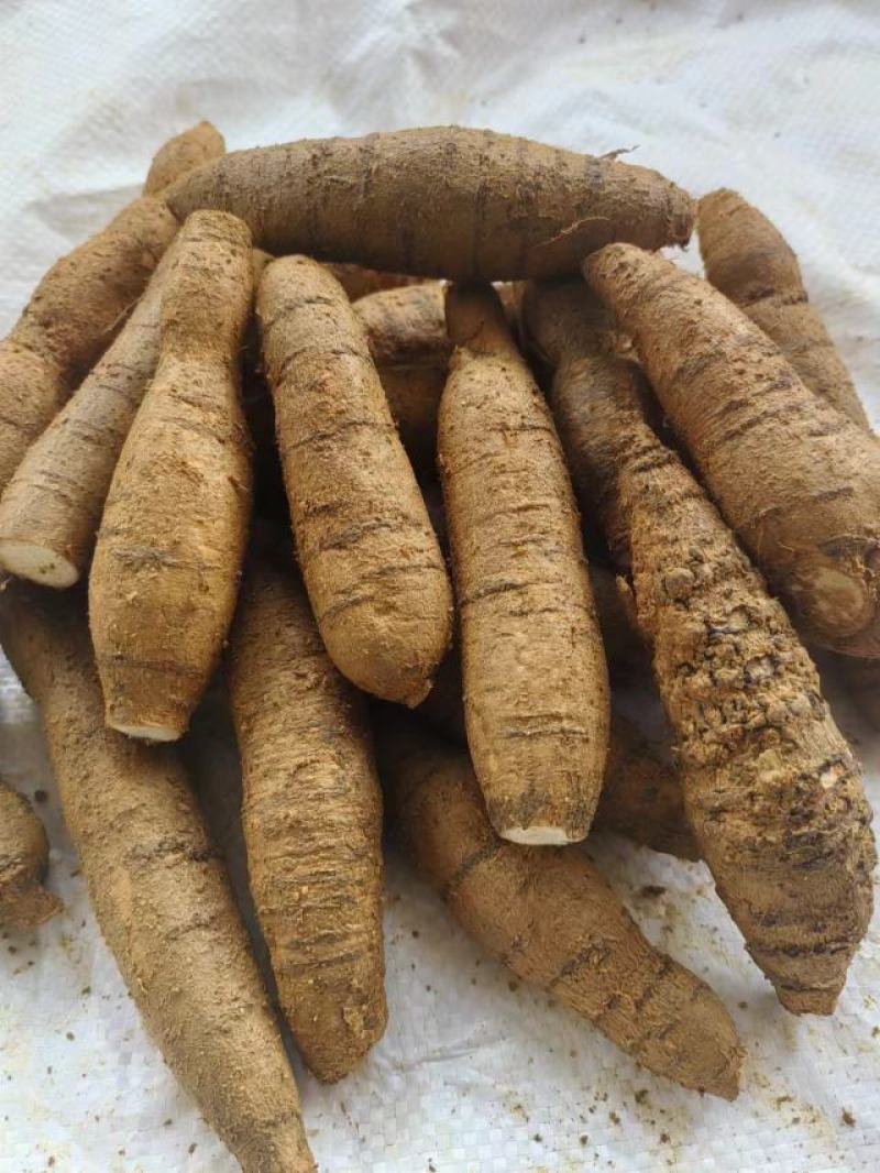精品牛大力圆牛工厂常年供货大圆牛中圆牛小圆牛小小圆牛