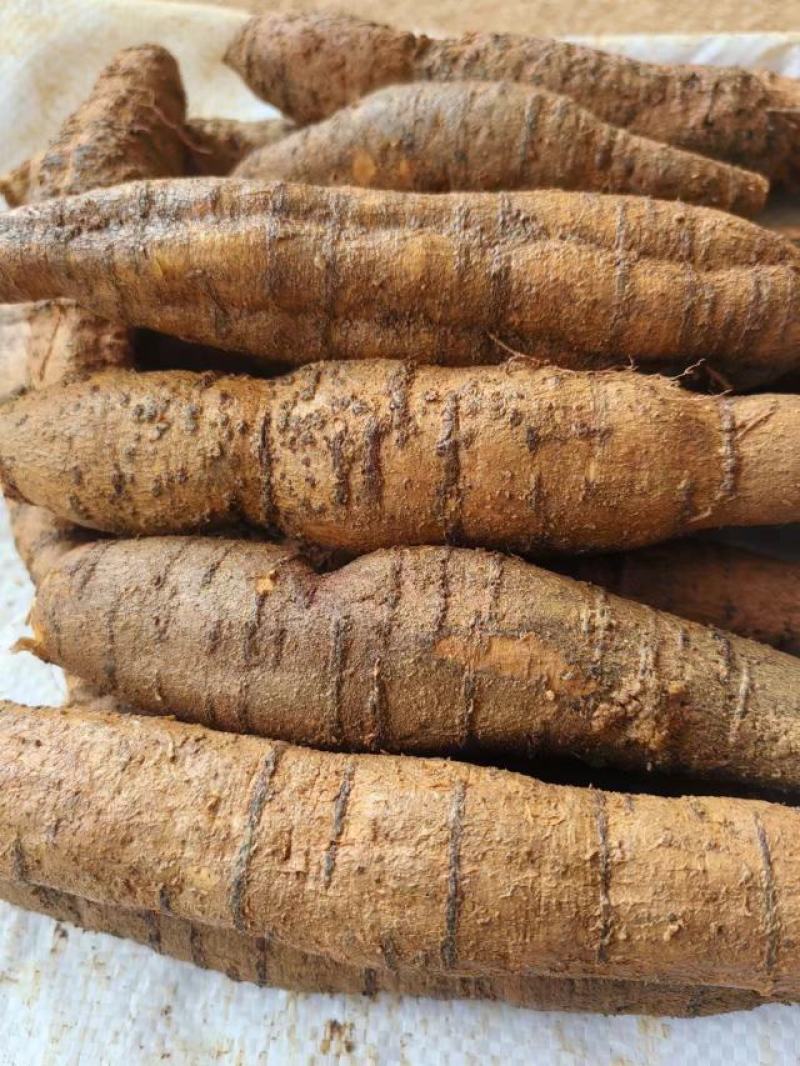 广东阳江牛大力鲜货各种规格产地直供量大价优欢迎来电咨询