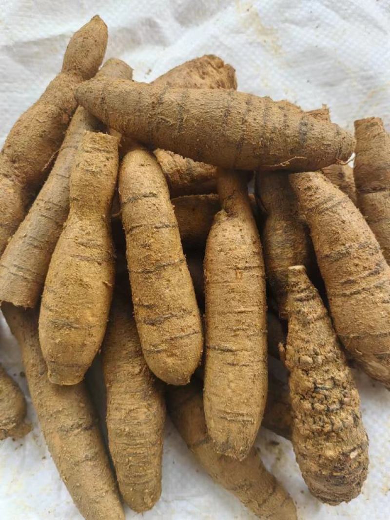 广东阳江牛大力鲜货各种规格产地直供量大价优欢迎来电咨询