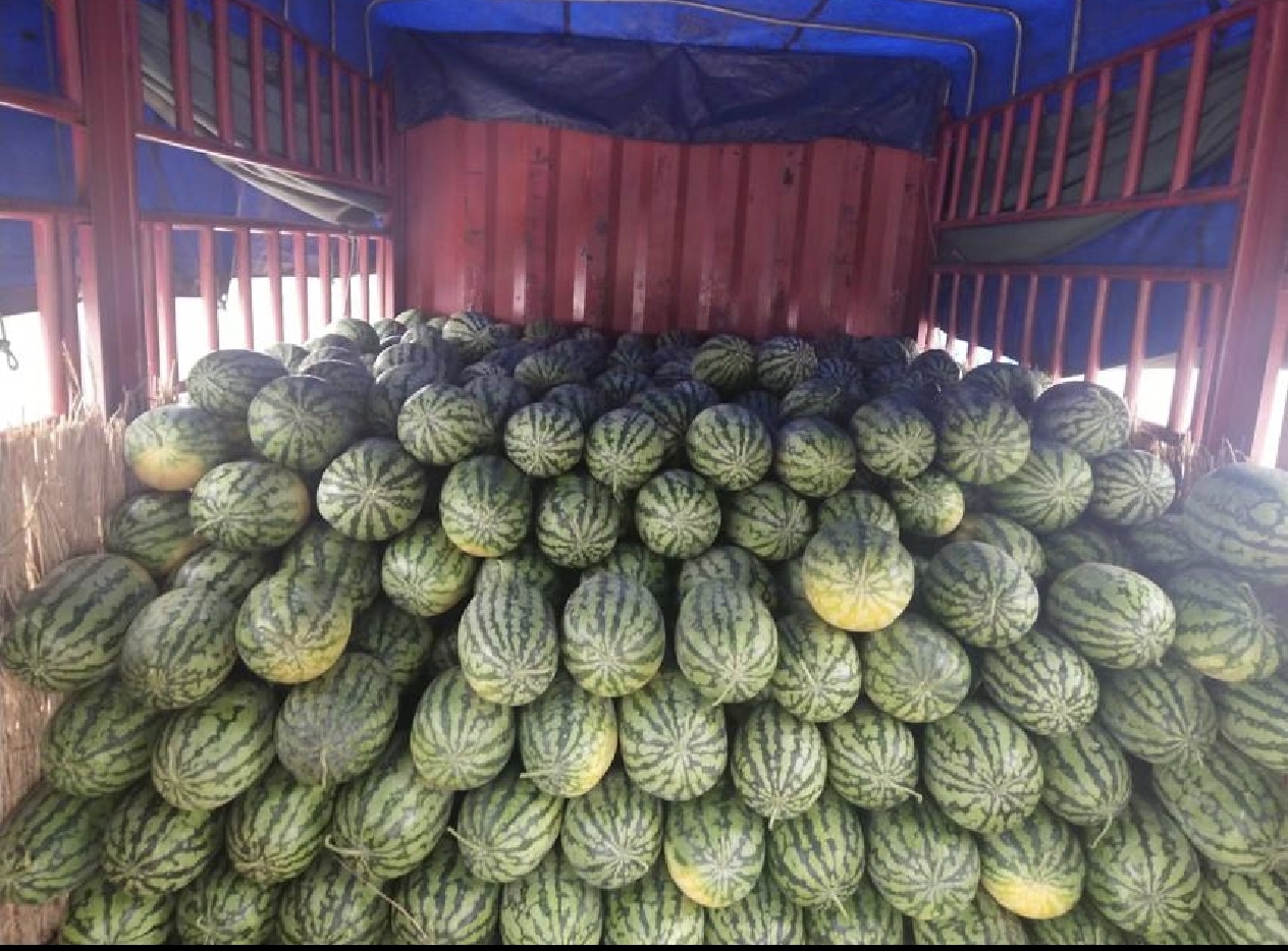 金牌甜王西瓜切开图