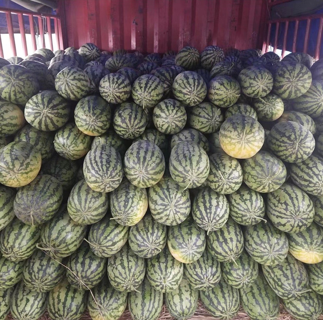 甜王西瓜电商打包发货场景