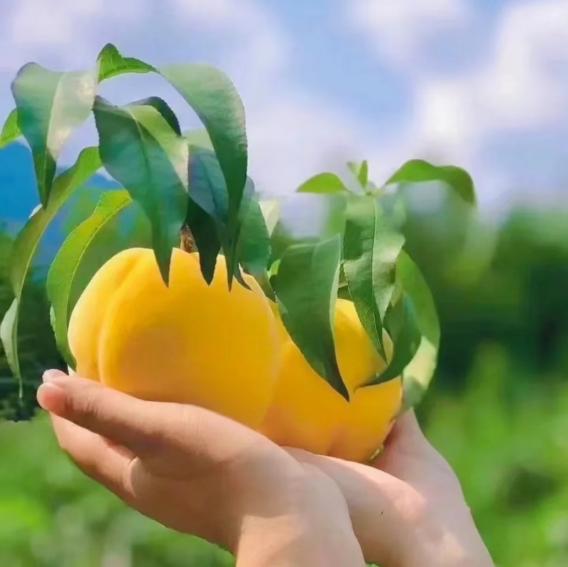 锦绣大黄桃蒙阴大黄桃黄毛桃新鲜黄桃水果蜜桃奶茶店