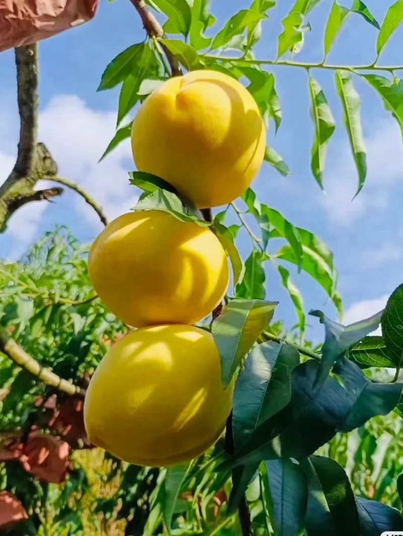 锦绣大黄桃蒙阴大黄桃黄毛桃新鲜黄桃水果蜜桃奶茶店