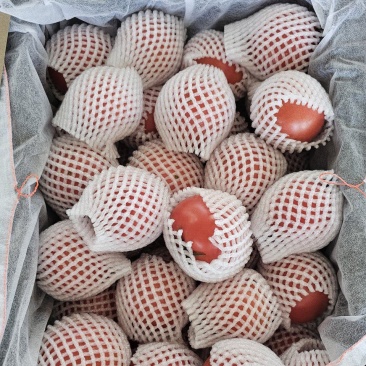 水果西红柿，品质保证，量大从优，欢迎采购