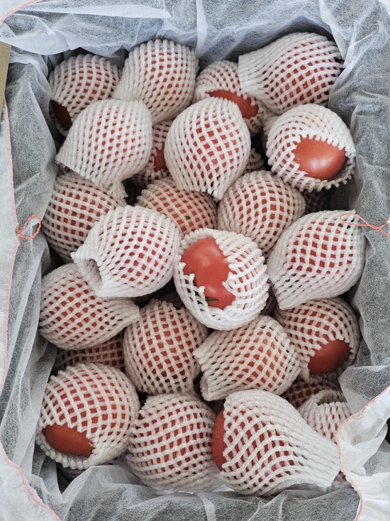 水果西红柿，品质保证，量大从优，欢迎采购