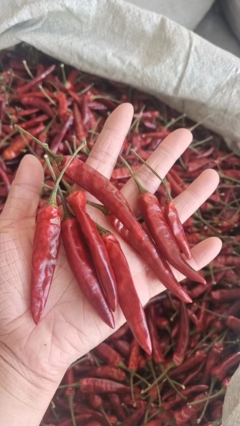 贵州满天星干辣椒朝天椒特辣特香辣椒面中粗产地餐饮商批发