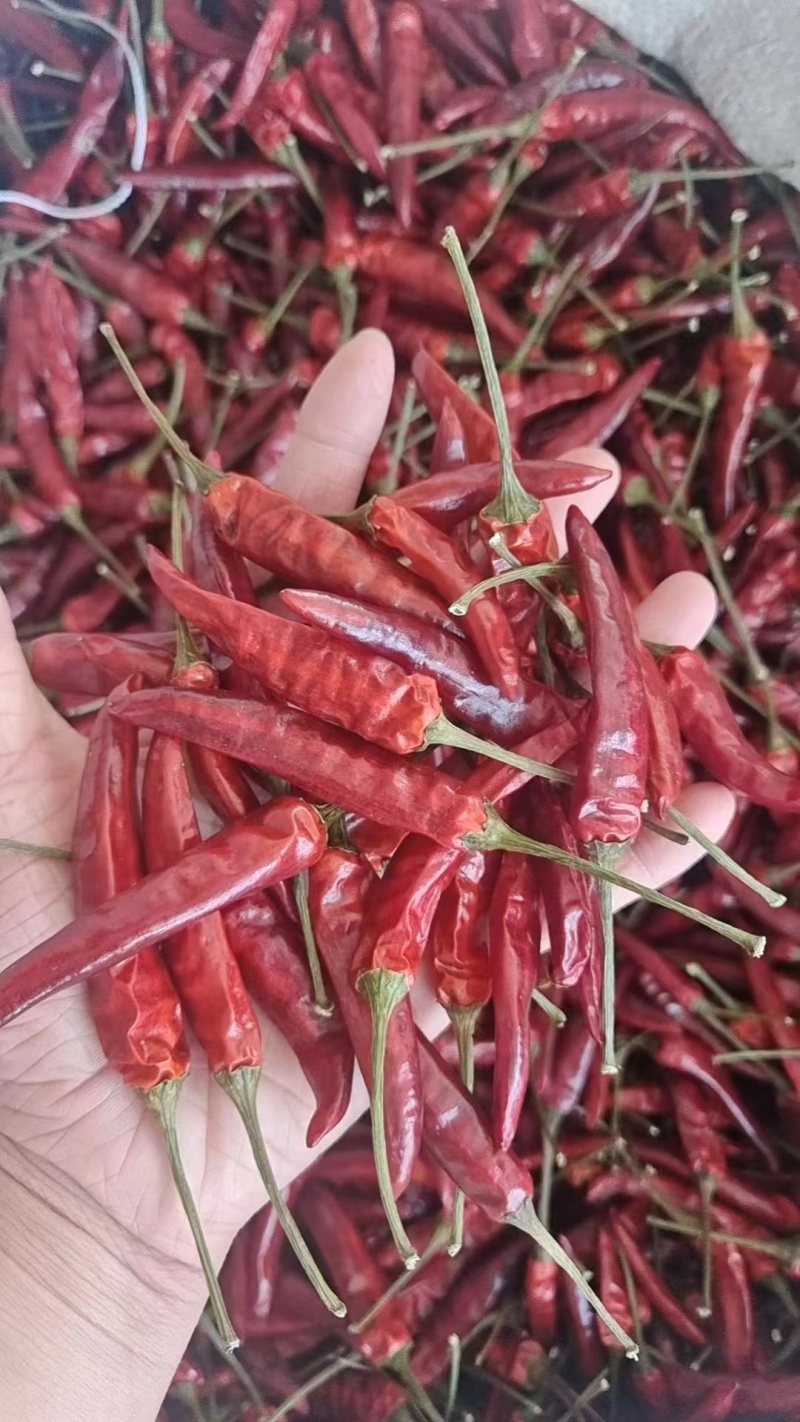 贵州满天星干辣椒朝天椒特辣特香辣椒面中粗产地餐饮商批发
