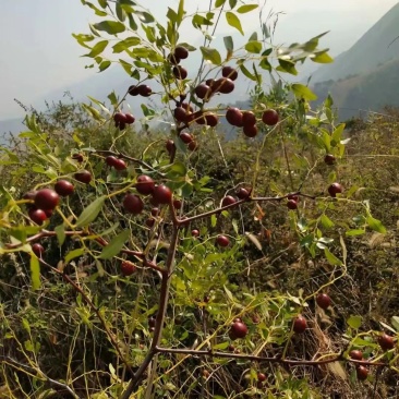 山东野酸枣