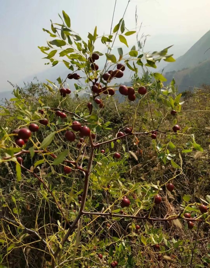 山东野酸枣