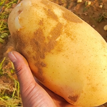 靖边纯沙地黄皮黄心沃土