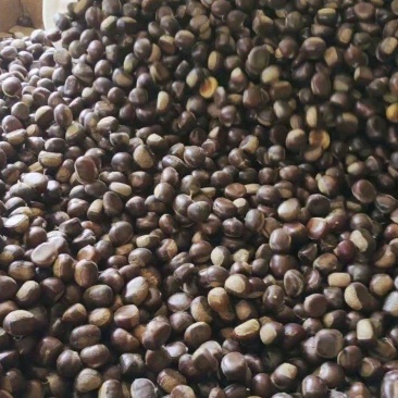 沂蒙山板栗油栗子炒锅栗子加工厂栗子
