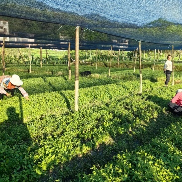 牛尾蕨种苗牛尾菜龙須蕨鞭干蕨羊尾蕨苗