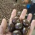 沂蒙山板栗油栗子炒锅栗子加工厂栗子