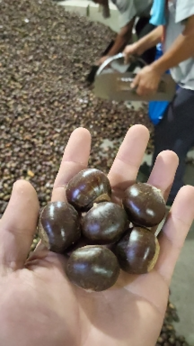 沂蒙山板栗油栗子炒锅栗子加工厂栗子