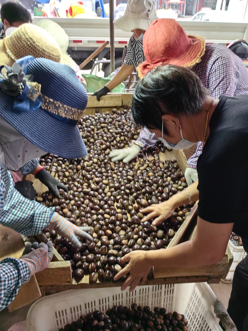沂蒙山板栗油栗子炒锅栗子加工厂栗子