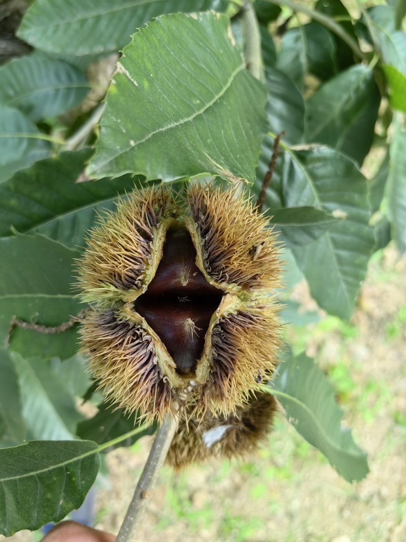 沂蒙山板栗油栗子炒锅栗子加工厂栗子