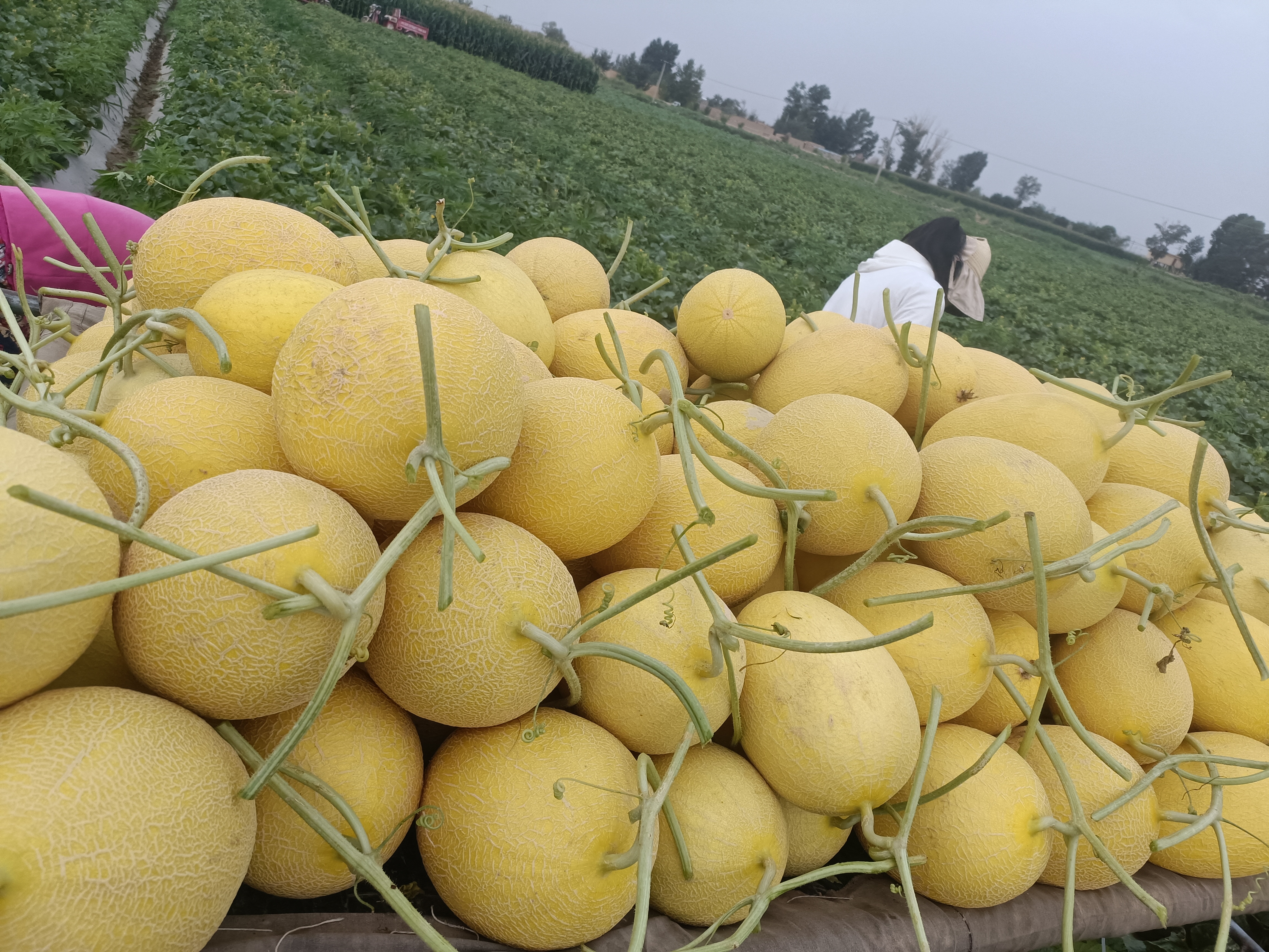 哈密瓜幼苗特写