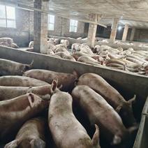 长期出售川内各种猪只小猪二次育肥大肥猪