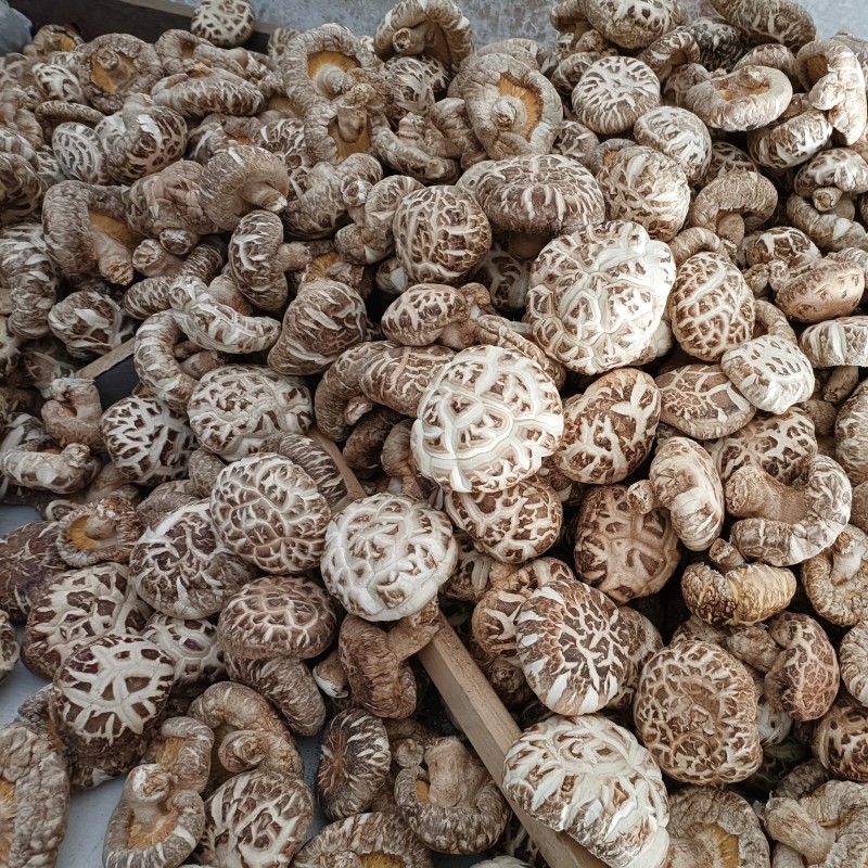 随州花菇5厘米以上产地基地直发餐饮商用家用食材展品礼品