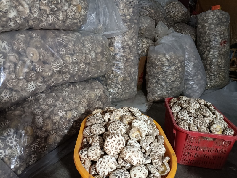 随州花菇5厘米以上产地基地直发餐饮商用家用食材展品礼品