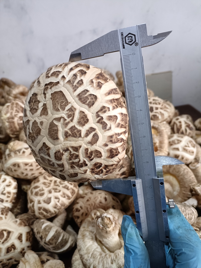 随州花菇5厘米以上产地基地直发餐饮商用家用食材展品礼品