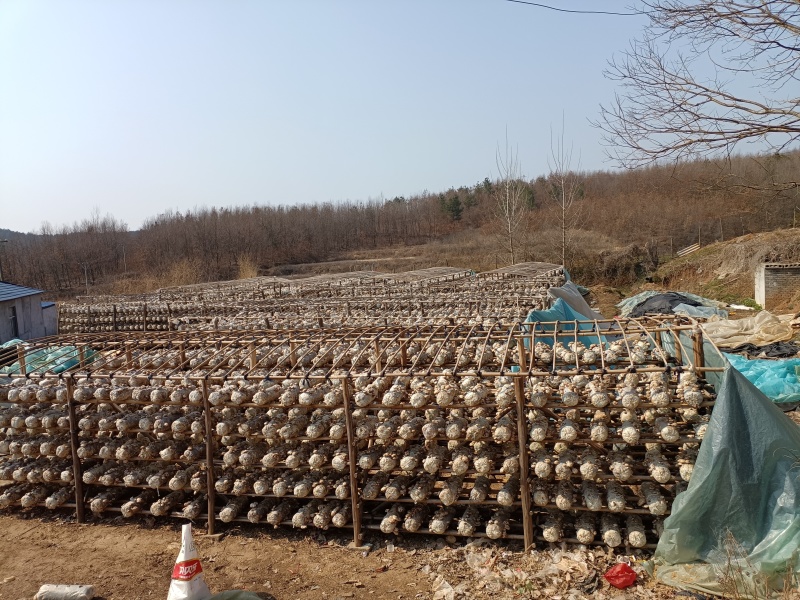 随州花菇5厘米以上产地基地直发餐饮商用家用食材展品礼品