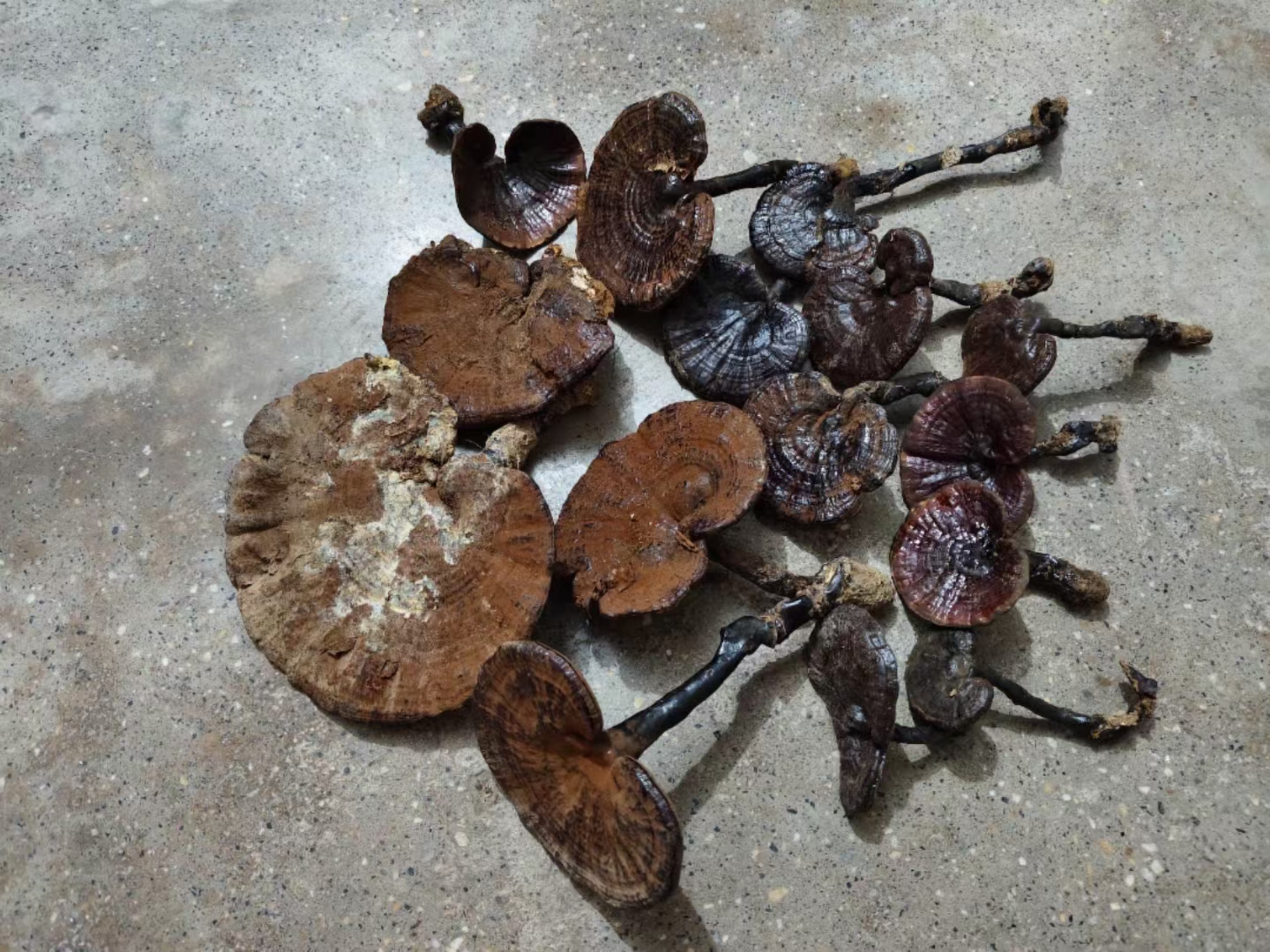 黑灵芝与紫灵芝对比图