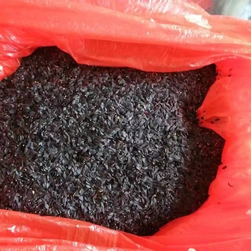 正宗博白白梗甜脆甜麦菜种子