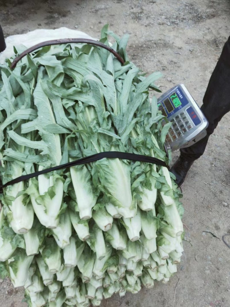 正宗博白白梗甜脆甜麦菜种子