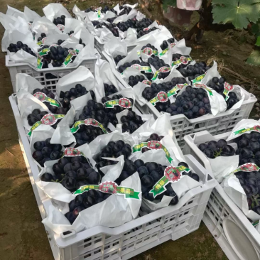 🌟万亩葡萄基地葡萄大量上市中各种葡萄颗粒不同