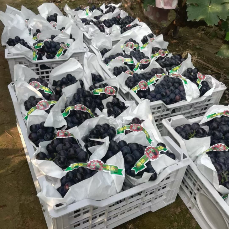 🌟万亩葡萄基地葡萄大量上市中各种葡萄颗粒不同