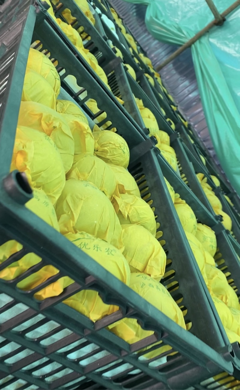 云南高原雪花梨支持实地看货视频选货一手货源