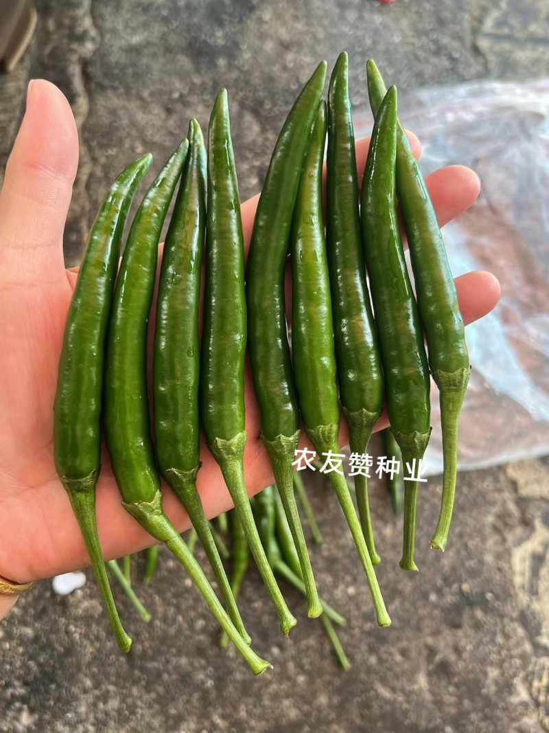 新品种富乔二号朝天椒种子青红两用硬度好尾果大泰国朝天椒种
