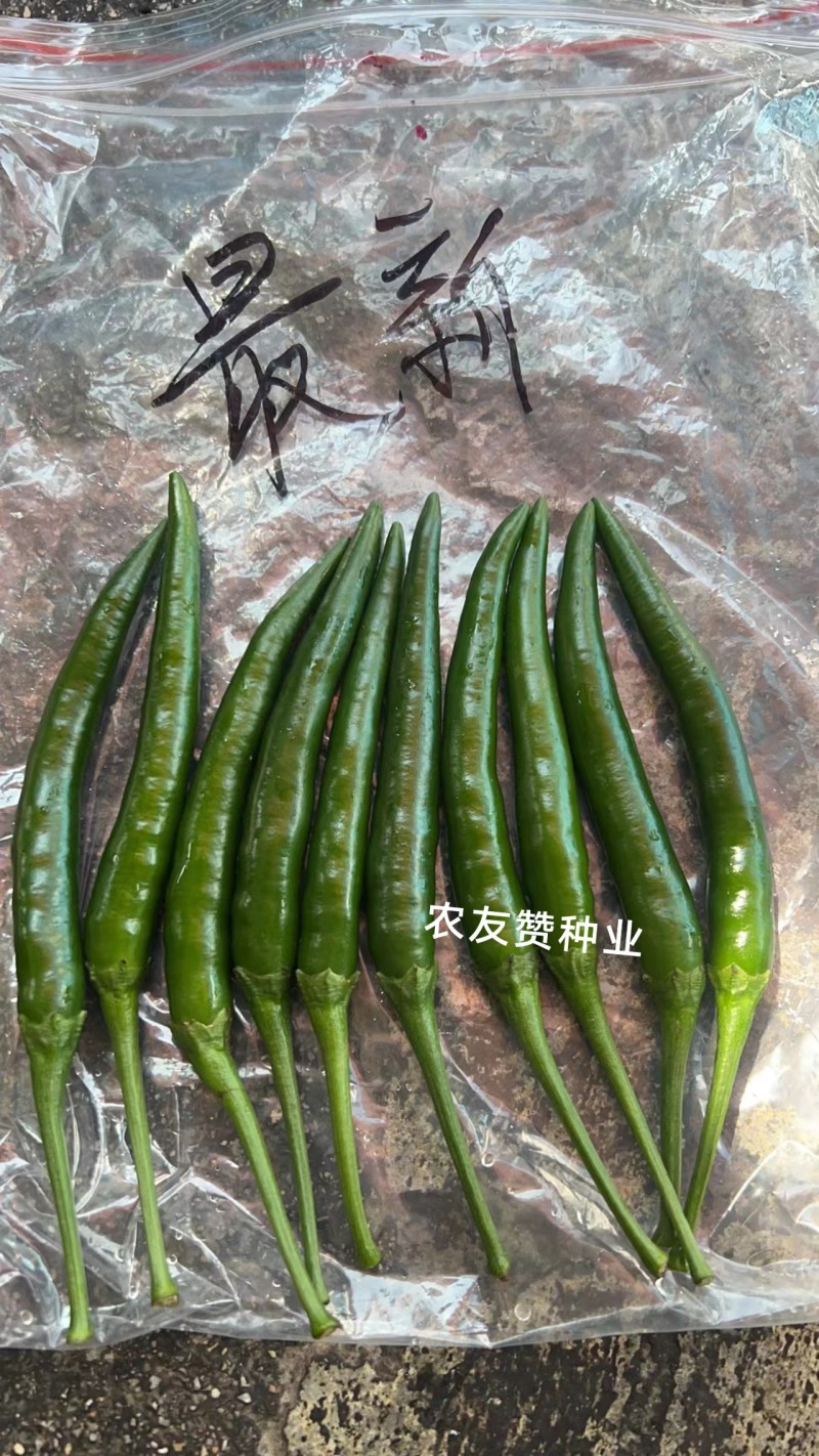 新品种富乔二号朝天椒种子青红两用硬度好尾果大泰国朝天椒种
