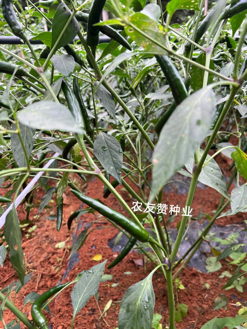 新品种富乔二号朝天椒种子青红两用硬度好尾果大泰国朝天椒种