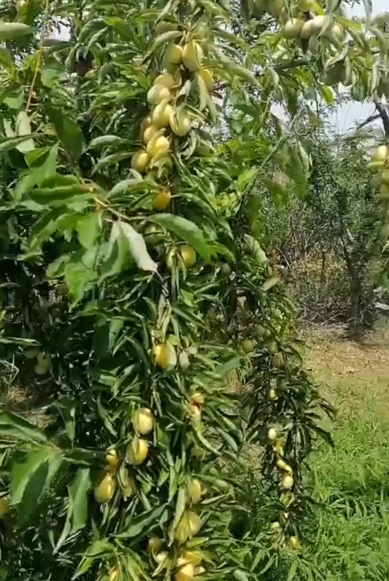 金西梅，李子陕西产区，新品种，金黄色，脆甜多汁
